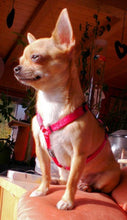 Lade das Bild in den Galerie-Viewer, Peaches aus Wald-Michelbach
