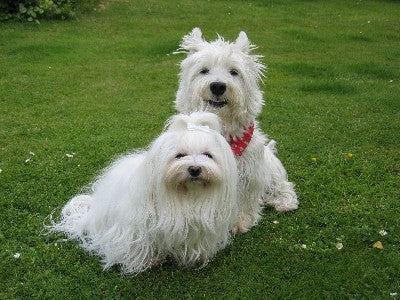 Assi und Tonja aus Bochum