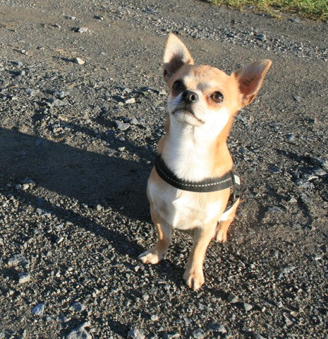 Romeo aus Klingenberg – Chihuahua Shop