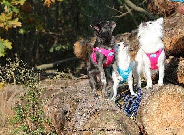 Amaya, Arany und Baxter aus Neißemünde